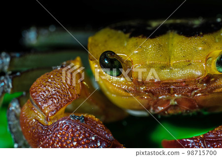 Terrestial Crab at mangrove in Bako National Park Terrestial Crab at mangrove in Bako National Park 98715700
