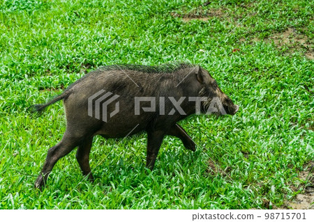 A large Bearded Pig in the Bako area 98715701