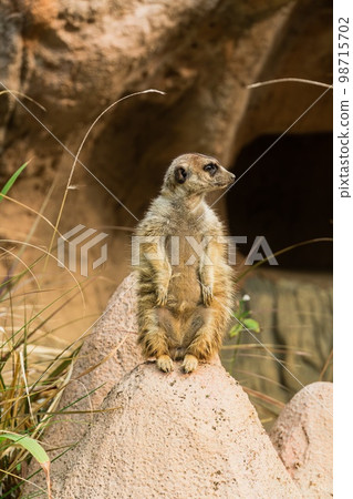 Close-up portrait of meerkat standing Close-up portrait of meerkat standing 98715702