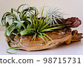 Air plants displayed on driftwood 98715731