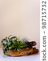 Air plants displayed on driftwood 98715732