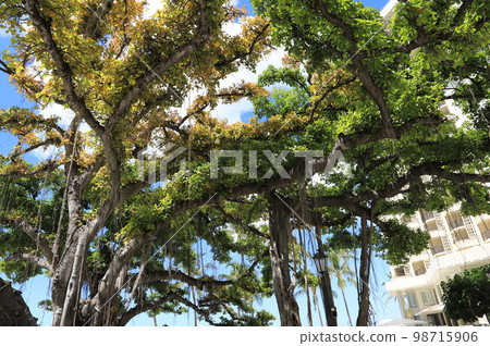 夏威夷瓦胡島威基基莫阿納衝浪者 98715906