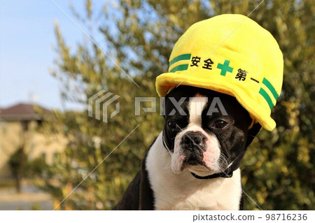 Dog wearing a yellow cap 