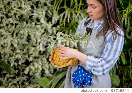 Smiling woman gardener near vertical greenery phytomodul holding tradescantia in straw basket box Smiling woman gardener near vertical greenery phytomodul holding tradescantia in straw basket box 98716244