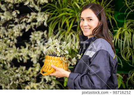 Smiling woman gardener near vertical greenery phytomodul holding tradescantia in straw basket box Smiling woman gardener near vertical greenery phytomodul holding tradescantia in straw basket box 98716252