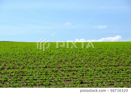 Biei scenery in June 98716320