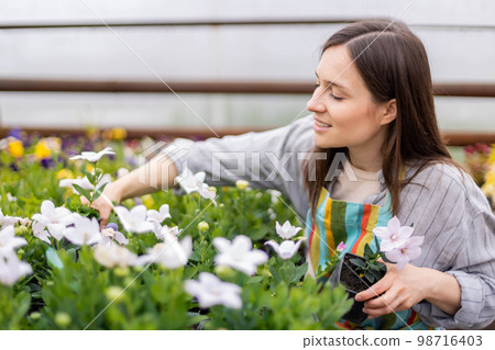 Woman florist in apron working with floral plants in greenhouse collecting flowerbed with boxes 98716403