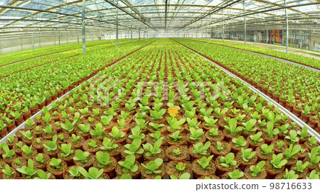 Growing Plants Cultivation, Netherlands Growing Plants Cultivation, Netherlands 98716633