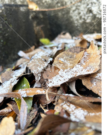 frost on fallen leaves 98716872