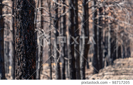 Closeup of burnt pine tree trunk with shallow depth of field Closeup of burnt pine tree trunk with shallow depth of field 98717205