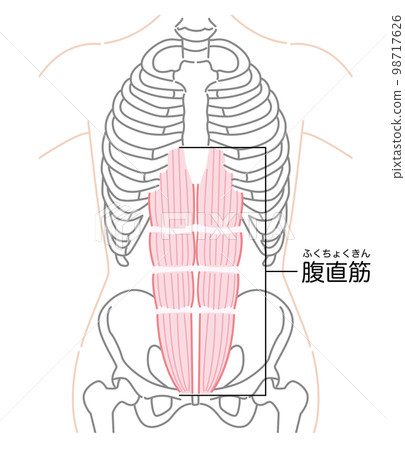 Rectus abdominis illustration (with name) Rectus abdominis illustration (with name) 98717626