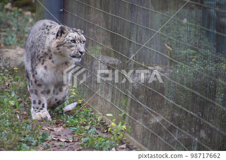Snow leopard 98717662