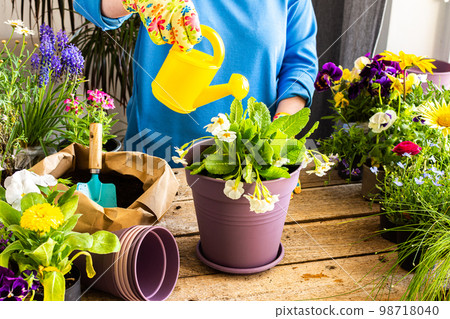 Woman transplanting a flower Primula 98718040