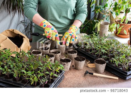 Pricking out in eco friendly pots 98718043