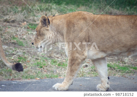 Female lion 98718152