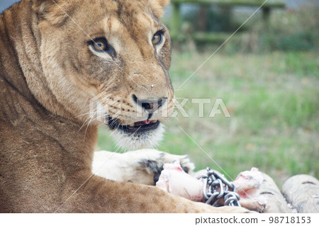 Female lion 98718153