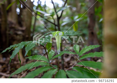 Amami Oshima Amami Ten Nansho Amami Oshima Amami Ten Nansho 98718291