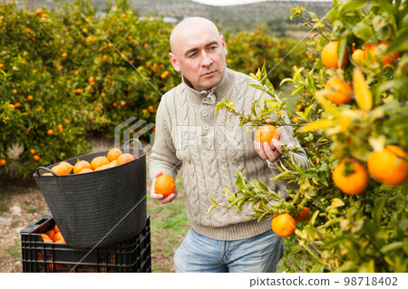 Farmer picking carefully ripe mandarins 98718402