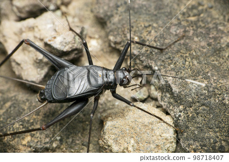 Black file cricket insect, Satara, Maharashtra, India 98718407