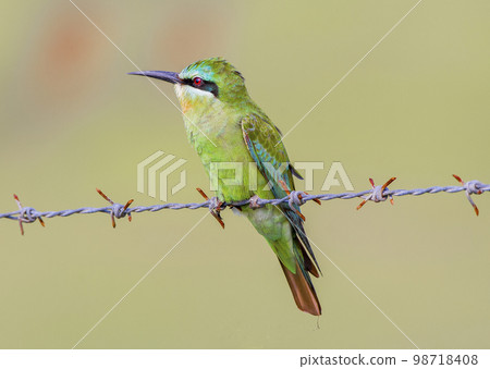 Blue chick green bee eater, Merops orientalis, Satara, Maharashtra, India 98718408
