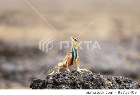 Blue fan throated lizard, Sarada superba, Satara, Maharashtra, India.. Blue fan throated lizard, Sarada superba, Satara, Maharashtra, India.. 98718409