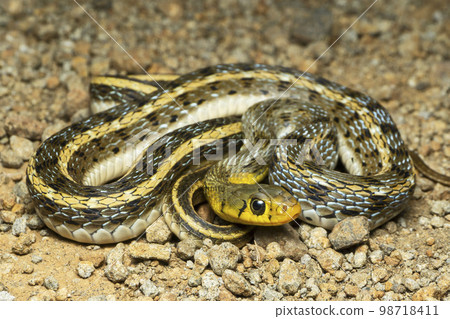 Buff striped keelback, Amphiesma stolatum, Satara, Maharashtra, India 98718411