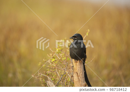 Closeup of black drongo, Dicrurus macrocercus, Satara, Maharashtra, India.. 98718412