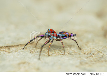 Colourful jumping spider, Chrysilla volupe, Satara, Maharashtra, India.. 98718415