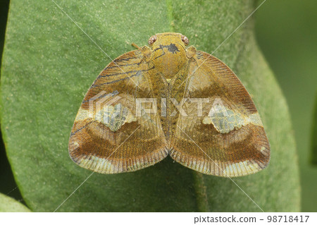 Fungaid treehopper, Satara, Maharashtra, India.. 98718417