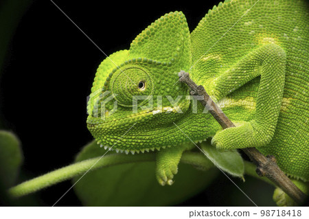 Indian chameleon, Chamaeleo zeylanicus, Satara, Maharashtra, India 98718418
