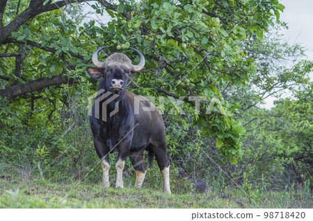Indian gaur, also known as the Indian bison, Bos gaurus, Satara, Maharashtra, India.... 98718420