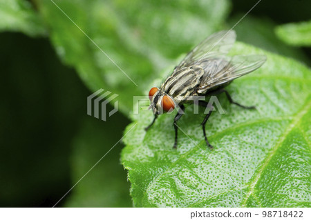 Indian house fly species, Satara, Maharashtra, India Indian house fly species, Satara, Maharashtra, India 98718422