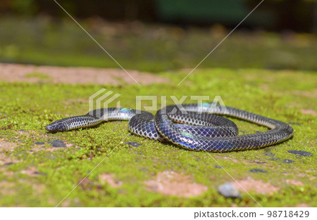 Melanophidium khairei or Khaire's black shieldtail, species of burrowing snake, family Uropeltidae, endemic to India.. 98718429