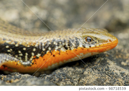 Orange skink species, Satara, Maharashtra, India 98718539