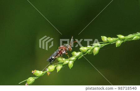 Parasitoid wasp, Satara, Maharashtra, India 98718540
