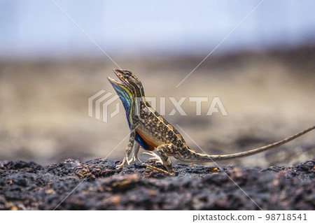 Sarada superba, the superb large fan-throated lizard, Chalakewadi Maharashtra, India 98718541