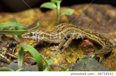 Satara gecko, hemidactylus satarensis, endemic to western ghats, Satara, Maharashtra, India 98718542