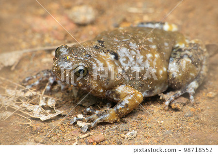 Ramanella frog, Uperodon variegatus, Satara, Maharashtra, India 98718552