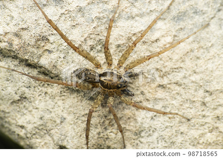 Indian wolf spider, Lycoside sp, Satara, Maharashtra, India 98718565
