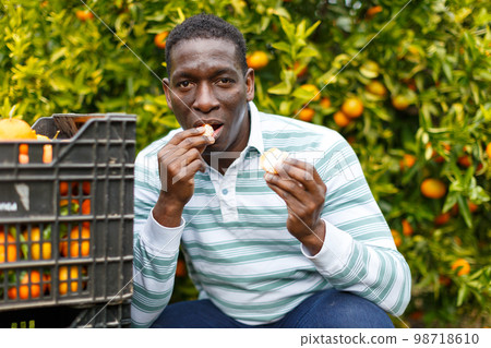 African-American farmer tasting mandarins 98718610