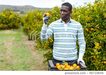 African-American man picking ripe tangerines 98718648