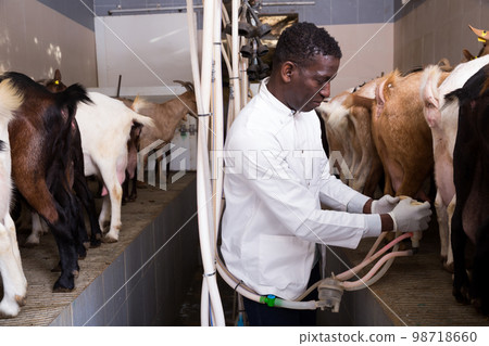 African American farmer milking goats 98718660