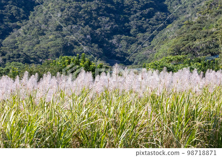 Amami Oshima Sugarcane Flower Amami Oshima Sugarcane Flower 98718871