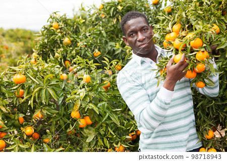 Afro male worker picking mandarins 98718943