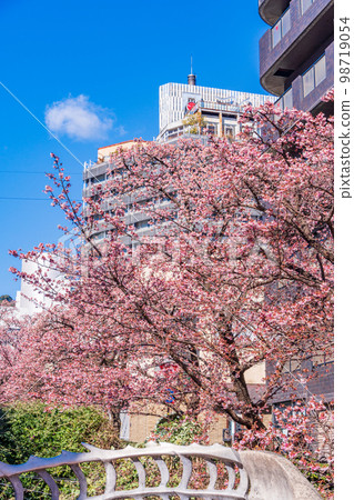 (Shizuoka Prefecture) Atamizakura in Itokawa, Atami City, the earliest to bloom in Japan (Shizuoka Prefecture) Atamizakura in Itokawa, Atami City, the earliest to bloom in Japan 98719054