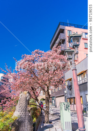 (Shizuoka Prefecture) Atamizakura in Itokawa, Atami City, the earliest to bloom in Japan 98719055