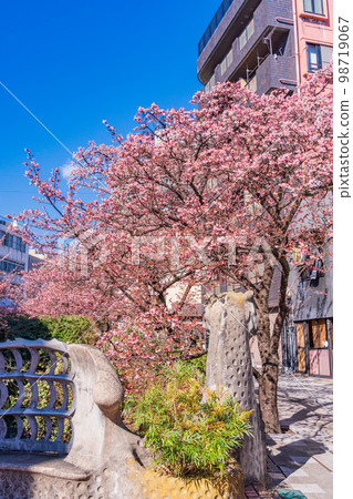 （靜岡縣）熱海市系川的熱海櫻，日本最早開花 98719067