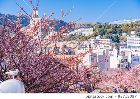 （靜岡縣）熱海市系川的熱海櫻，日本最早開花 98719087