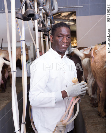 Man milking goats on farm 98719088