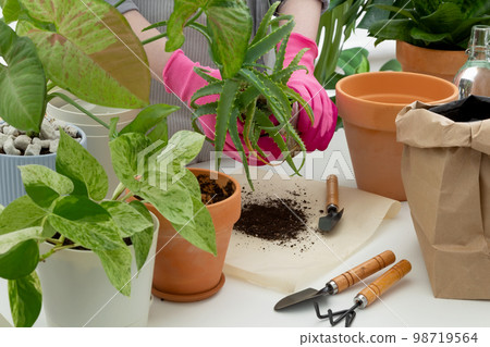 Woman gardeners transplanting plant in clay pot on white table. Concept of home garden. Taking care of home plants Woman gardeners transplanting plant in clay pot on white table. Concept of home garden. Taking care of home plants 98719564